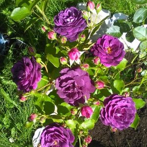 Meet your Posher, Alanda